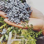 The Hometown Herbalist: Why Herbs? The Hometown Herbalist: Why Herbs?