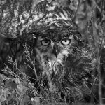 Finding owls … Finding owls …