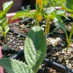The Hometown Herbalist: Backyard Herbalism The Hometown Herbalist: Backyard Herbalism