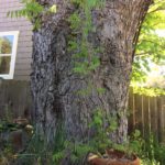 County tells homeowner maple is not ‘heritage tree’ County tells homeowner maple is not ‘heritage tree’