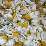 The Hometown Herbalist: Medicinal Tea The Hometown Herbalist: Medicinal Tea