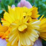 Hometown Herbalist: The summer solstice Hometown Herbalist: The summer solstice