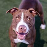 Adopt a pet, July 29, 2018 Adopt a pet, July 29, 2018