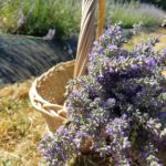 Hometown Herbalist: Summer lavender lemonade Hometown Herbalist: Summer lavender lemonade