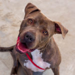 Adopt a pet, Aug. 12, 2018 Adopt a pet, Aug. 12, 2018