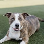 Adopt a pet, Sept. 16, 2018 Adopt a pet, Sept. 16, 2018