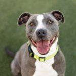 Adopt a pet: Sept. 9, 2018 Adopt a pet: Sept. 9, 2018
