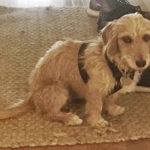 Martinez woman who wanted to adopt ‘Petey’ sought – he’s available Martinez woman who wanted to adopt ‘Petey’ sought – he’s available