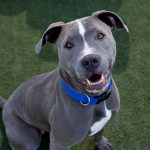Adopt a Pet, Oct. 24, 2018 Adopt a Pet, Oct. 24, 2018