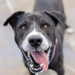 Adopt a pet, Oct. 28, 2018 Adopt a pet, Oct. 28, 2018