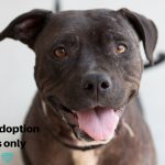 Adopt a Pet, Nov. 18, 2018 Adopt a Pet, Nov. 18, 2018