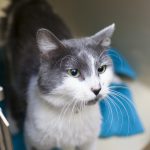 Adopt a Pet, Nov. 25, 2018 Adopt a Pet, Nov. 25, 2018
