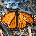 Park It by Ned MacKay: Monarchs at Ardenwood Park It by Ned MacKay: Monarchs at Ardenwood