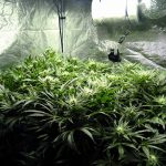 Commission endorses personal cannabis cultivation ordinance Commission endorses personal cannabis cultivation ordinance