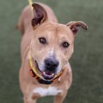 Adopt a Pet, Nov. 11, 2018 Adopt a Pet, Nov. 11, 2018