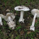 Fatal mushrooms sprouting in area parks Fatal mushrooms sprouting in area parks