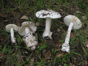 Amanita ocreata, or “Western Destroying Angel” mushroom