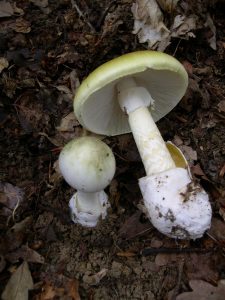  Amanita phalloides, or “death’s cap” mushroom