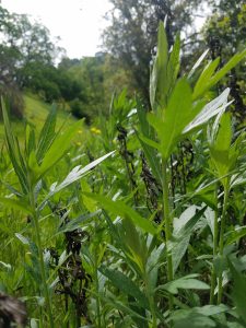 Mugwort at Carquinez Regional Shoreline.