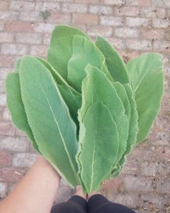 Mullein (Verbascum thapsus)